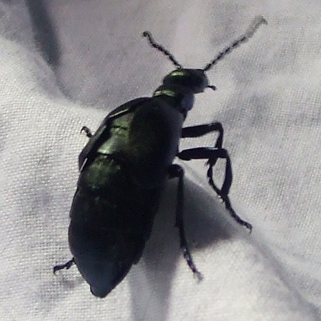 Beetle