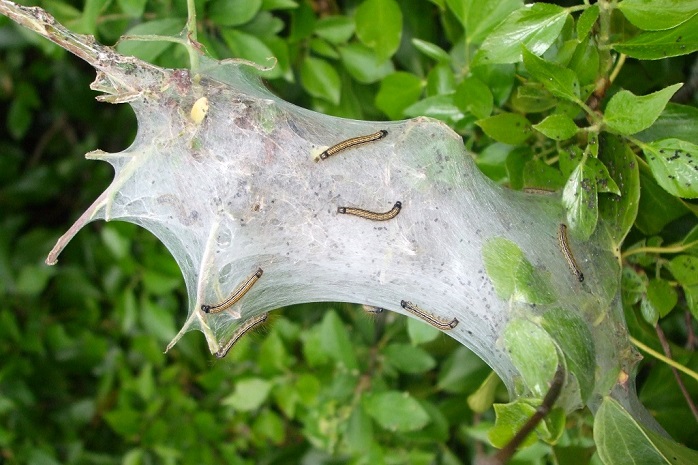 Caterpillars