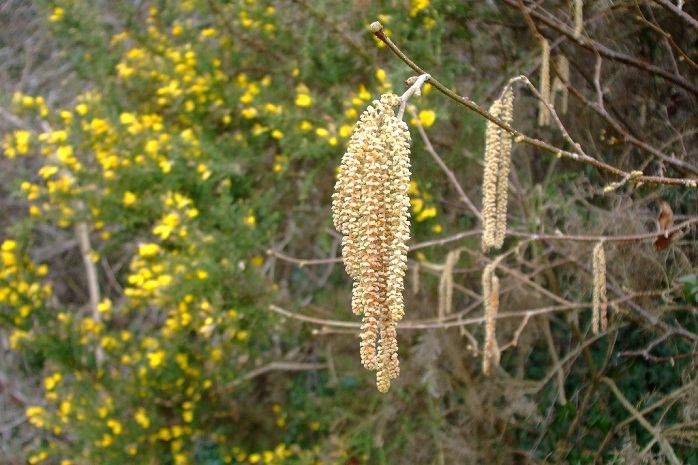 Catkins