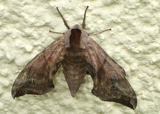 Moth