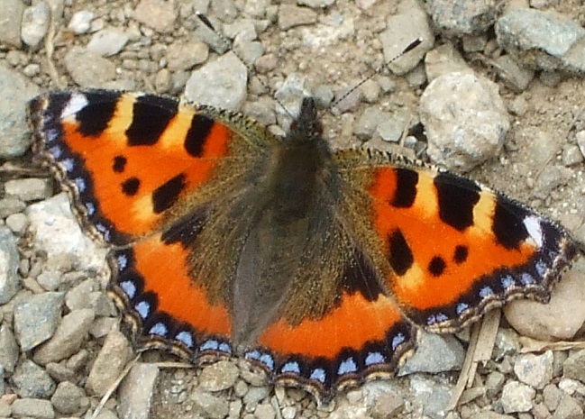 Tortoiseschell